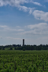 Fototapeta na wymiar Italian vine plantation in the background tower of San Martino della Battaglia Italy.