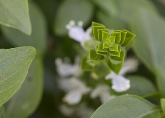 Macro image of basil plant growing in a  herb garden in the summer