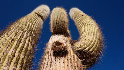 Cactus from the province of Salta in Argentina