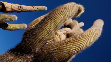 Cactus from the province of Salta in Argentina