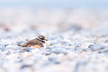 Brooding Ringed Plover