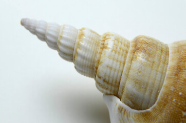 貝殻