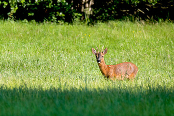 Rehbock in der Wiese