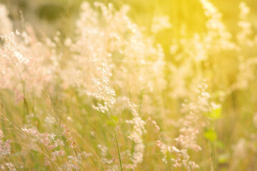 Grass morning light drops, bokeh/ soft Background