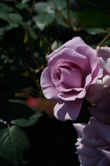Light Purple Flower of Rose 'Blue Light' in Full Bloom

