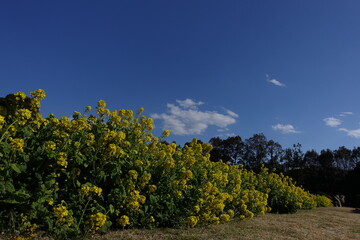 Naklejka premium 菜の花と青空