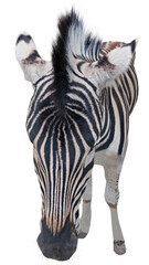Head of a beautiful african zebra on a white