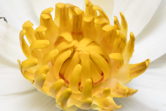 Close up view lotus with yellow pollen or water lily.
