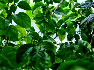 green leaves in the garden