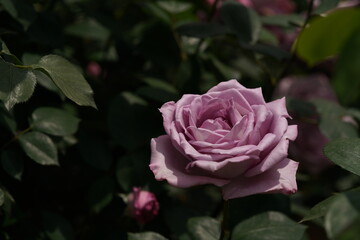 Light Purple Flower of Rose 'Blue Moon' in Full Bloom
