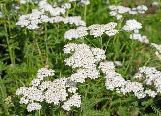 Blühende Schafgarbe, Achillea © M. Schuppich