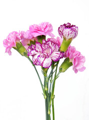 Fototapeta premium Posy of multicolor fragrant carnations close up