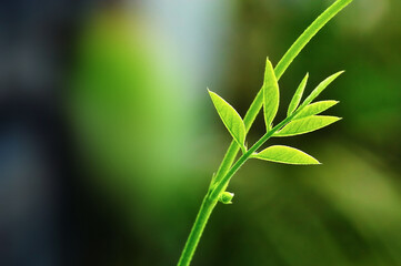 close up shoots of vines