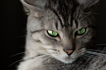 美しい猫　　サバトラ猫