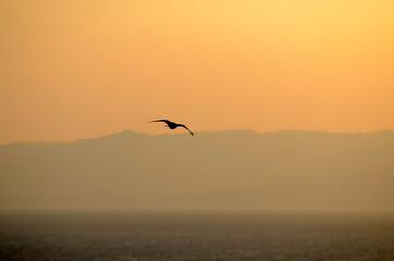 鳶