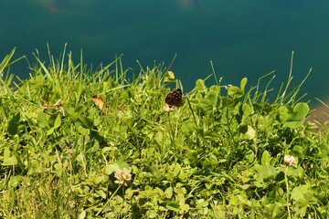 Mariposa posada entre el pasto a la orilla de la laguna