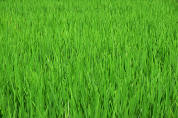 green flied growing in Thailand 