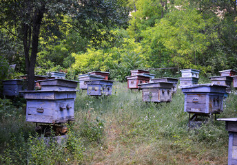old bee hives stand in a clearing in the forest. hives of different colors with cracked paint