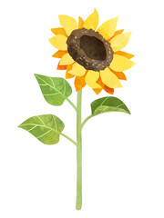 Sunflower with stalk and leaves clipart, hand drawn watercolor stock illustration. Yellow flower clip art.