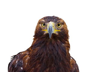 beautiful mountain eagle on white