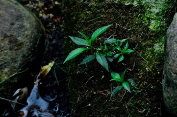 Green Leaf In Stream