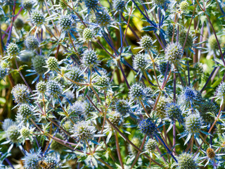 Flachblatt-Mannstreu oder Eryngium planum mit zahlreiche dichte, halbkugelige Blütenstände und...