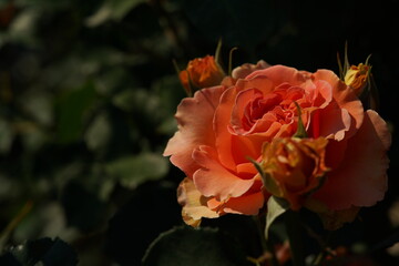 Orange Flower of Rose 'Brass Band' in Full Bloom

