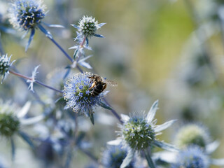 Flachblatt-Mannstreu oder Eryngium planum mit zahlreiche dichte, halbkugelige Blütenstände und Nektarpflanze mit Bestäuber und bienenfreundlich