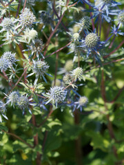 Eryngium planum - Flachblatt-Mannstreu oder Edeldistel mit halbkugelige blaue bis lilafarbene Blütenstände, herzförmig Blätter, dornig, gezähnt rand, graugrün matt