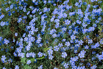 ordinary real Amateur photo of flax flowers