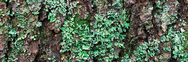 Natural texture of tree bark. The trunk of an old tree, covered with lichen and moss. Natural wood...