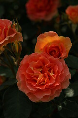 Orange Flower of Rose 'Brass Band' in Full Bloom
