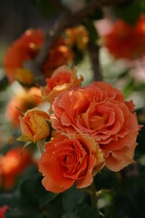 Orange Flower of Rose 'Brass Band' in Full Bloom
