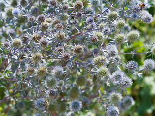 Eryngium planum - Flachblatt-Mannstreu oder Edeldistel mit halbkugelige blaue bis lilafarbene...