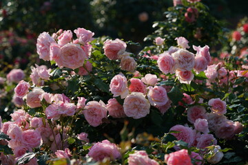 Light Pink Flower of Rose 'Bridal Pink' in Full Bloom
