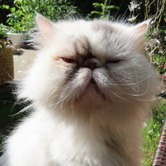 old white fat persian cat