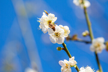 Plum blossom in winter