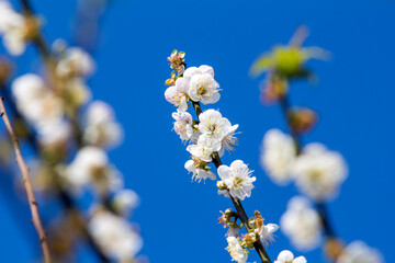Plum blossom in winter