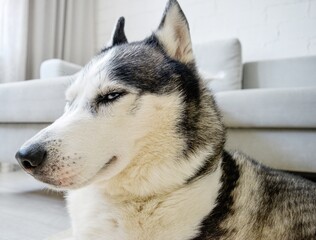 A Siberian husky dog lies on the floor in a living room.