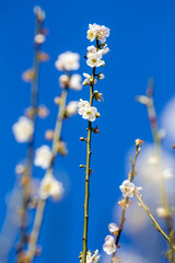 Plum blossom in winter