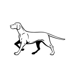 Hungarian or Magyar Vizsla Pointer Dog Walking Stalking Side View Retro Black and White