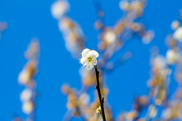 Plum blossom in winter