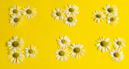 Banner of white chamomiles on yellow background