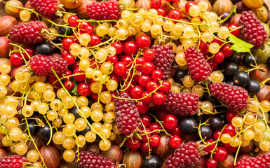 Summer harvest of berries - raspberries and red, yellow and black currants
