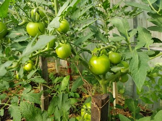 Green tomatoes on a branch in a greenhouse