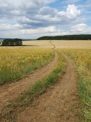 Fototapeta premium Country road in a wheat field
