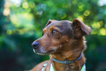 Dachshund - Bracke - Jagdhund