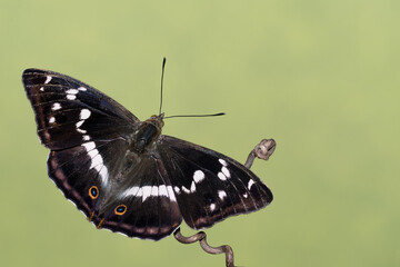 Amazing portrait of Purple emperor (Apatura iris)