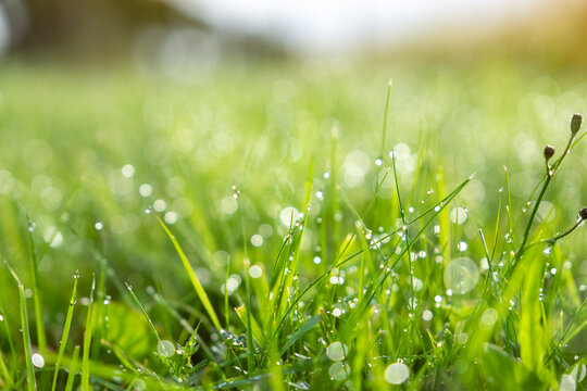 Wet green grass with dew lawn natural backround.Sunny abstract green nature background