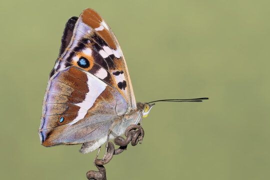The magnificent Purple emperor butterfly (Apatura iris)